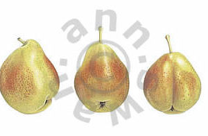 Five Pears Notecard