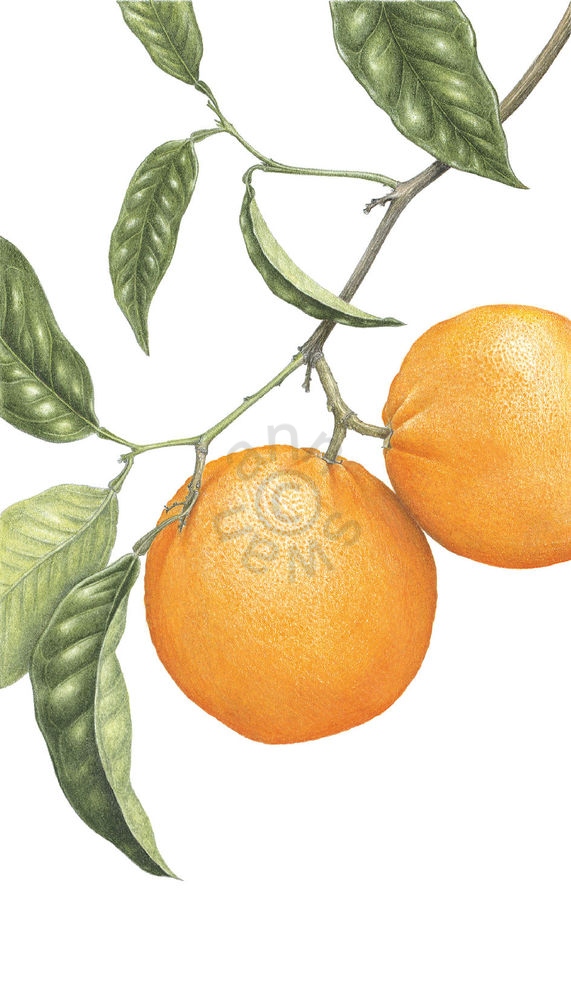 Spanish-Oranges