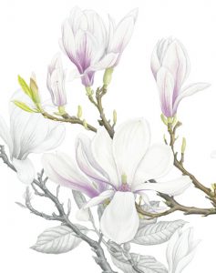 Magnolia soulangeana