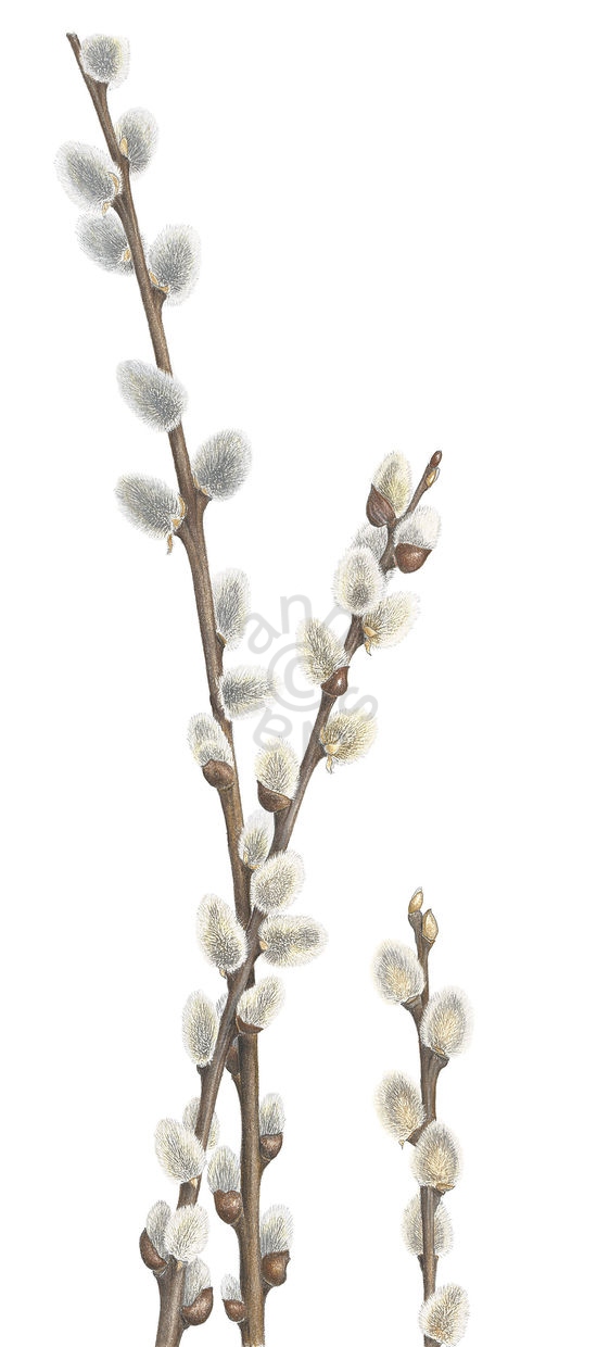 Pussy Willow main