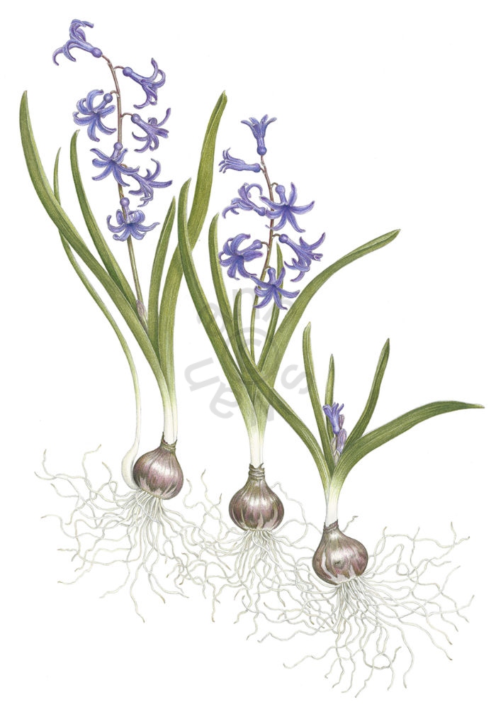 Roman Hyacinth main