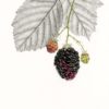 Coloured Pencil detailed drawing of Blackberries with leaves behind drawn in graphite