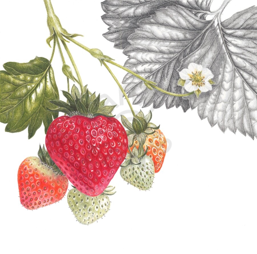 ‘Strawberries’ Square