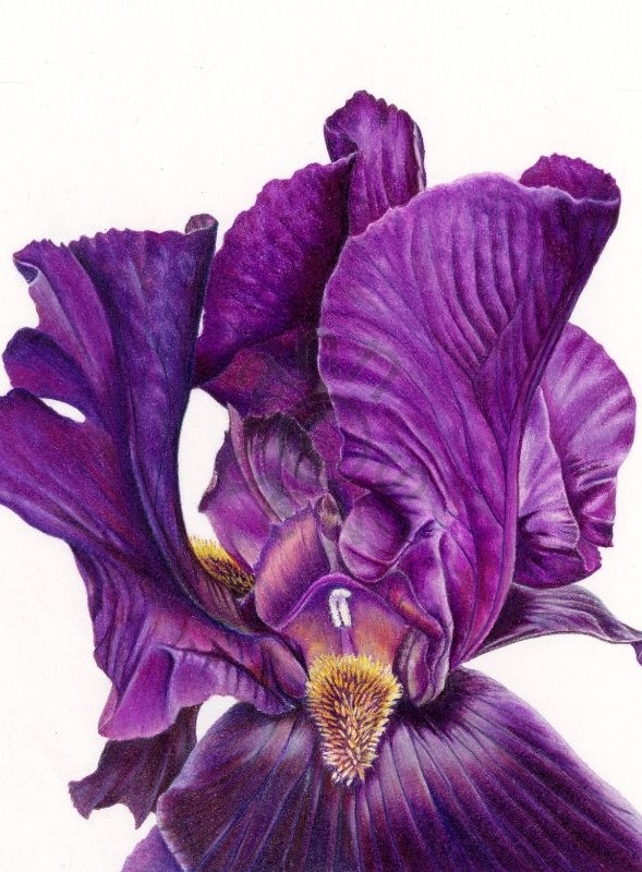 Bearded Iris094 (2)