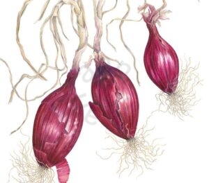 Italian Onions Recipe Card