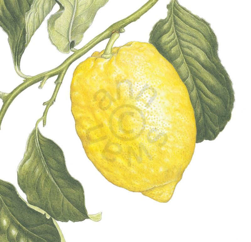 lemons square
