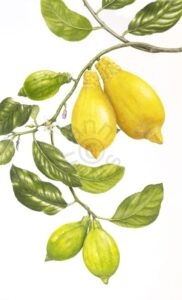 Original Drawing of Lemons