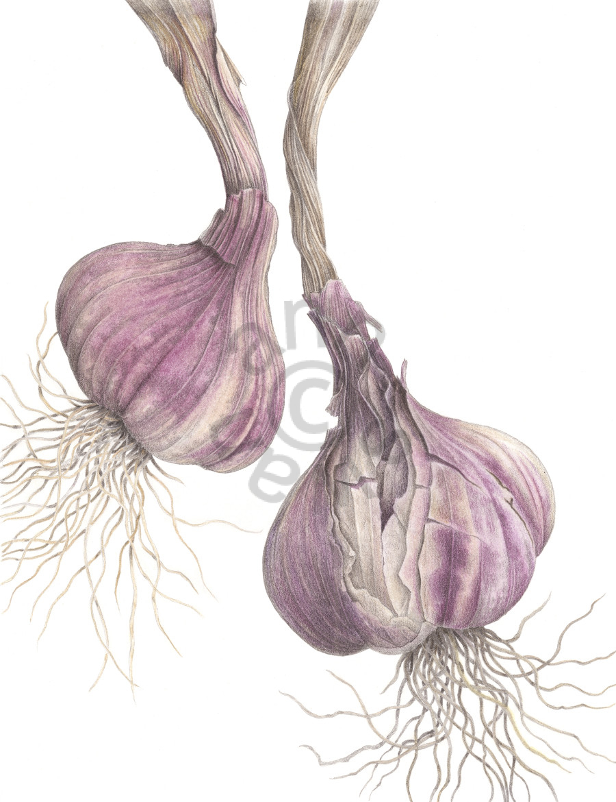 Garlic Bulbs 24